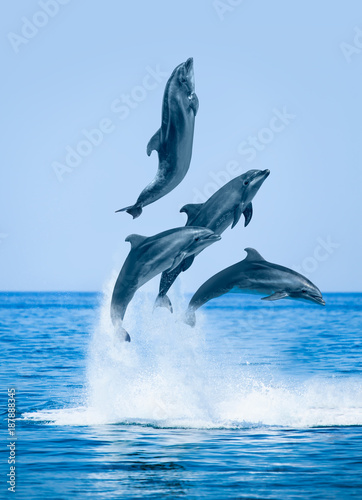 Group of jumping dolphins, beautiful seascape and blue sky
