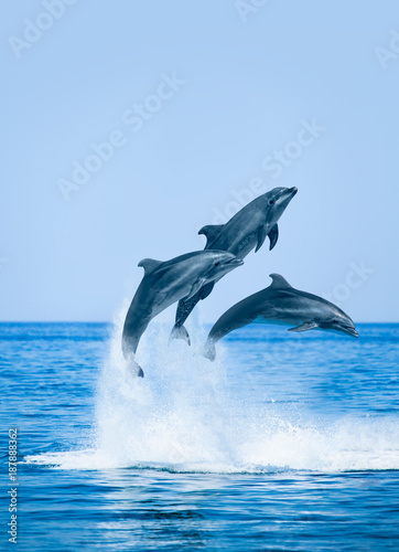Leinwand Poster Group of jumping dolphins, beautiful seascape and blue sky
