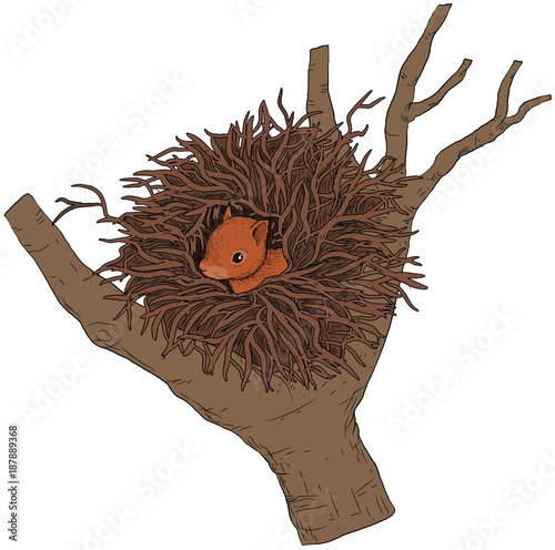 Eichhörnchen im Kobel - Vektor-Illustration