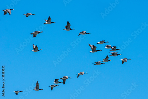 Canadian geese flying south in plow formation
