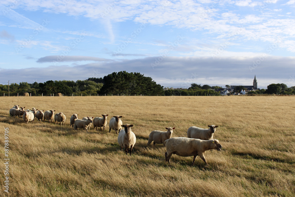 Naklejka premium Mouton Pré Belle ile en mer Bangor 1