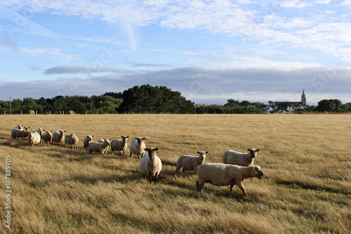 Mouton Pré Belle ile en mer Bangor 1