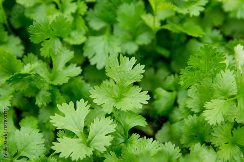 Fresh leaf green coriander in a garden. Vegetable coriander for health is used as a food ingredient in thailand