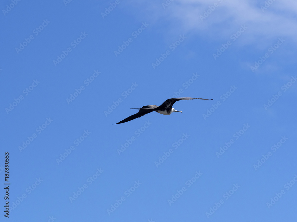 Flying Magnificent frigatebird, Fregata magnificens, North Seymour, Galapagos, Ecuador