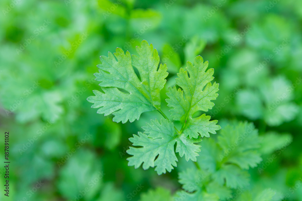 Fresh leaf green coriander in a garden. Vegetable coriander for health is used as a food ingredient in thailand Fresh leaf green coriander in a garden. Vegetable coriander for health is used as a food ingredient in thailand