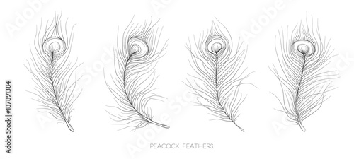 Pavonine Feather peacock bird vector hand drawn designer elements set collection. Monochrome Black gray ink pen linear drawings in boho style for design textile. Beautiful, elegant, romantic selection