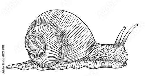 Weinbergschnecke - Vektor-Illustration