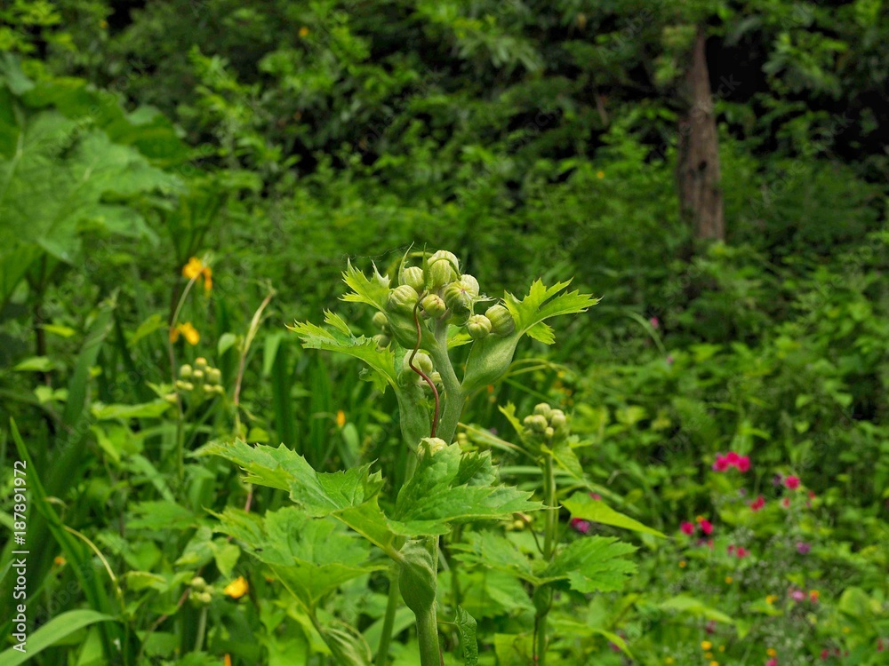 Wetland Garden Wetland Garden