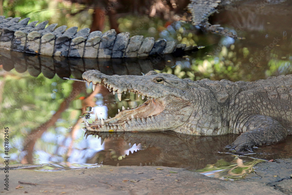 Fototapeta premium Crocodile