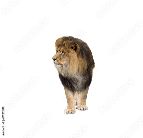 Fototapeta Naklejka Na Ścianę i Meble -  lion looking at white background isolated