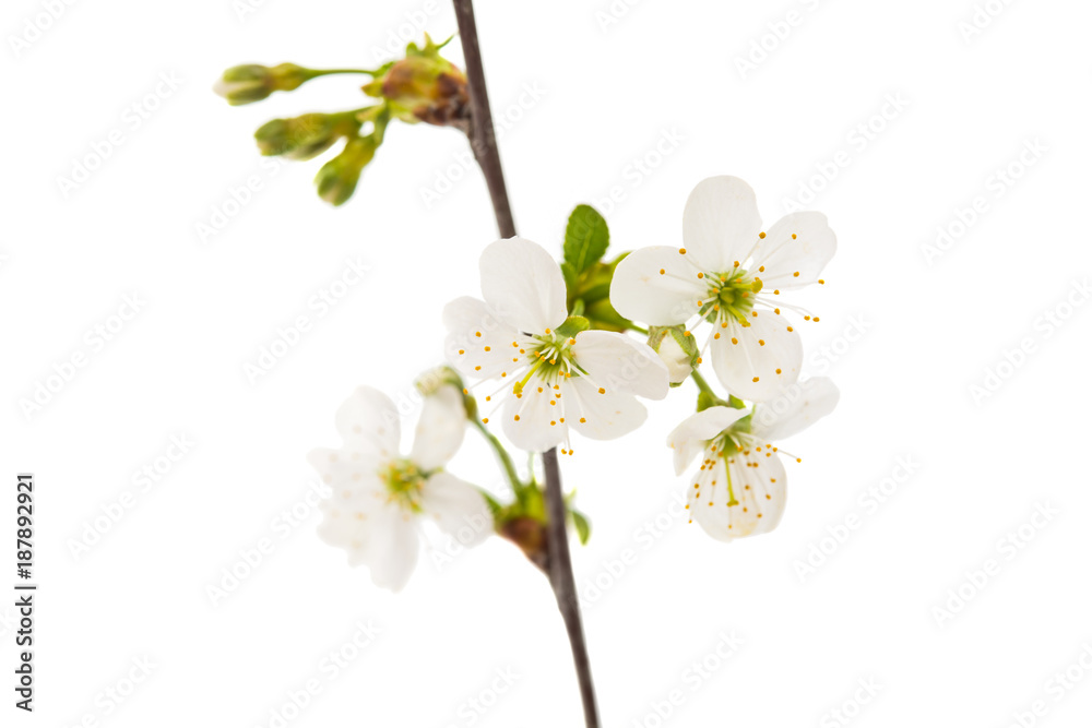 branch with cherry flowers