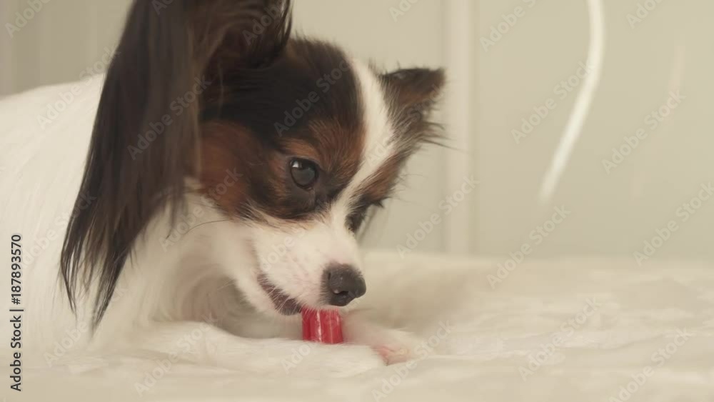 Young dog breeds Papillon Continental Toy Spaniel brushes teeth with toothbrush stock footage video Young dog breeds Papillon Continental Toy Spaniel brushes teeth with toothbrush stock footage video