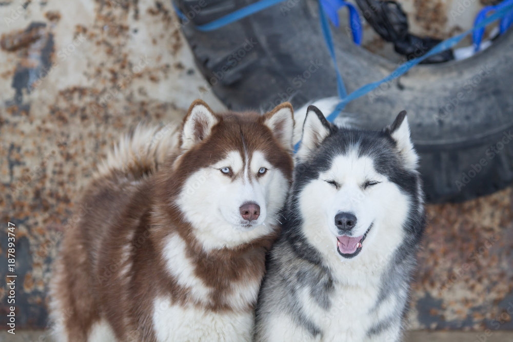 husky dogs on winter races husky dogs on winter races