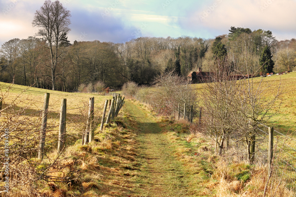 A footpath between fenced fields in the Chiltern Hills in England A footpath between fenced fields in the Chiltern Hills in England