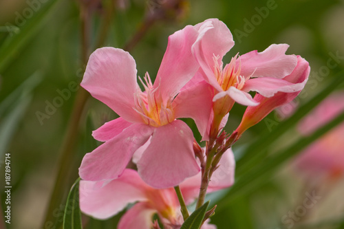 Oleander