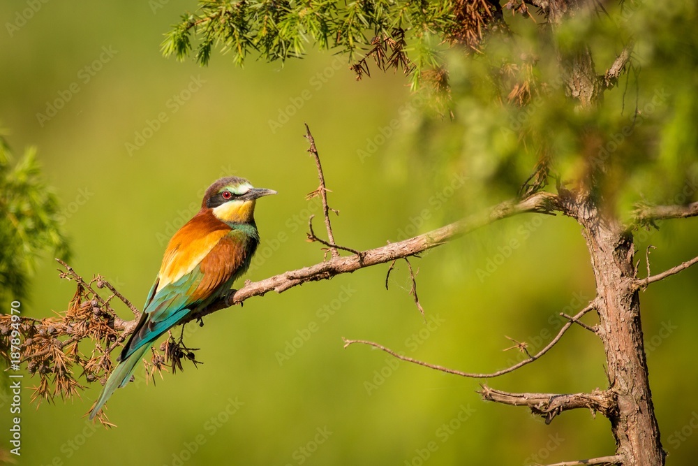 European bee eater sitting on s branch European bee eater sitting on s branch