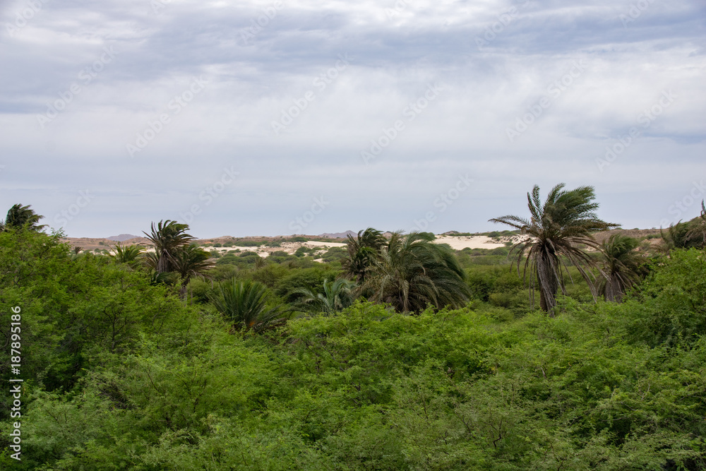 Ribeira do Rabil wetland to the east of the Deserto de Viana in Boa Vista, Cape Verde	
