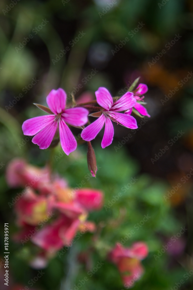 Viola Flowers in a Garden, Flowering Plants Viola Flowers in a Garden, Flowering Plants