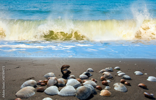 Sea shells on sand background with strong sea wave