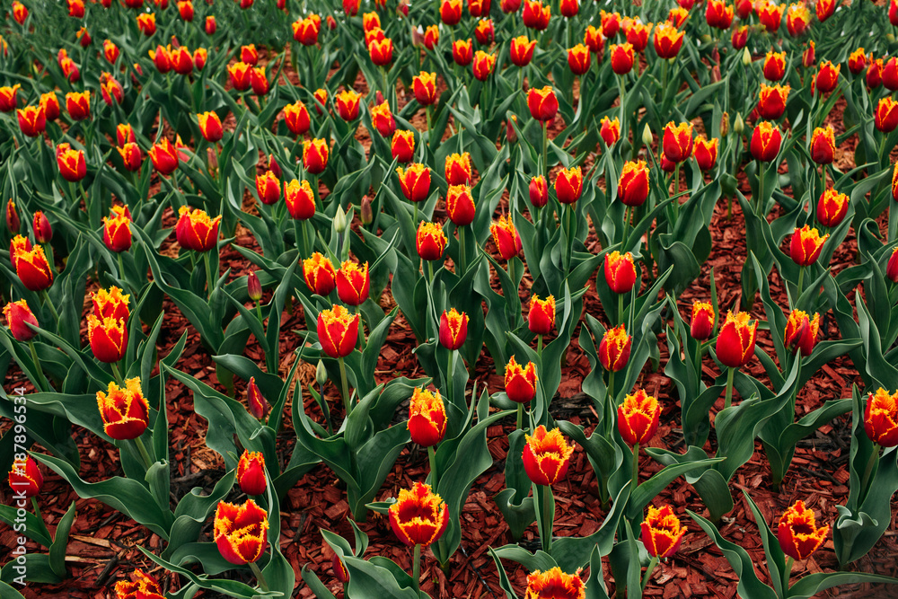Orange and Red Flame Spring Tulips.
