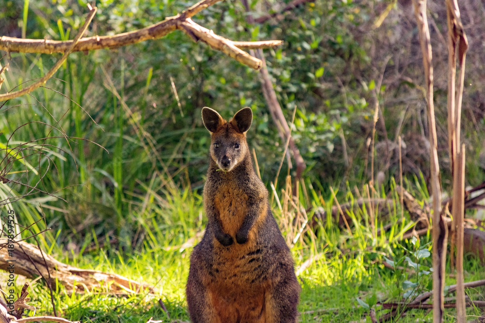 Obraz premium You talking to me?