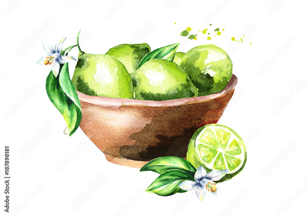Fototapeta Bowl with lime fruits. Watercolor hand drawn illustration