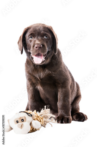 Brauner Labrador Retriever Welpe sitzt mit Kuscheltiert und guckt zum Betrachter mit offenen Maul und Zunge