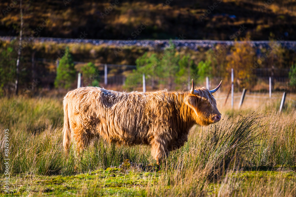 Fototapeta premium Highland cattle in Scottish countryside
