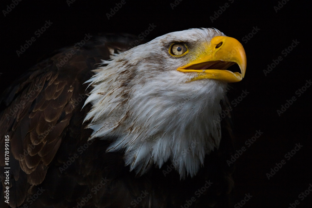 Obraz premium Weisskopfadler