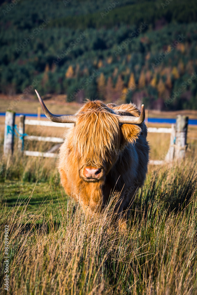 Highland cattle in Scottish countryside