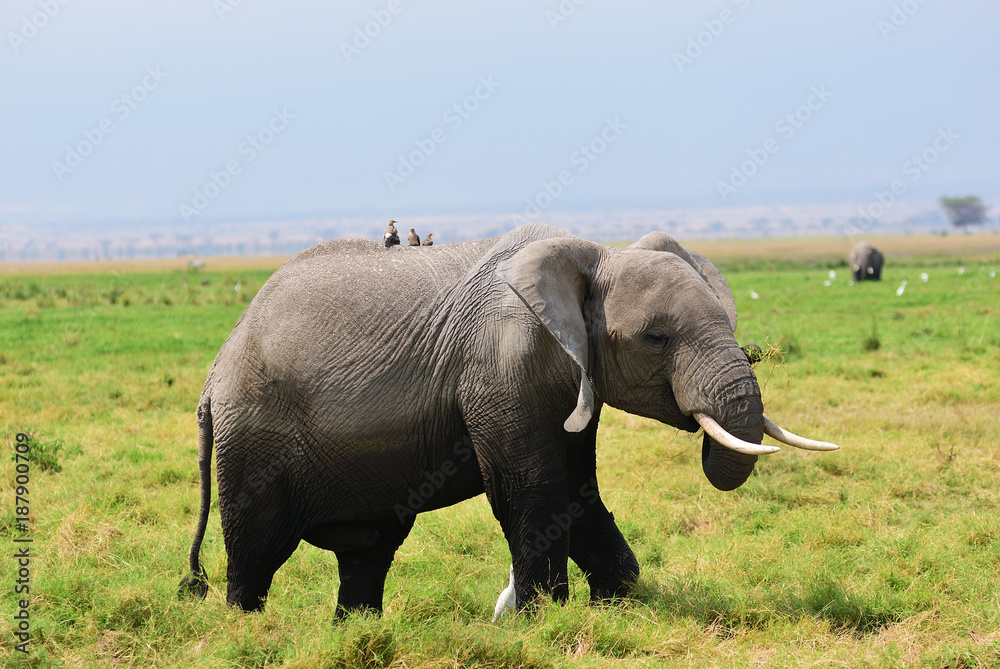 Obraz premium Elephant in the green swamp. Amboseli, Kenya