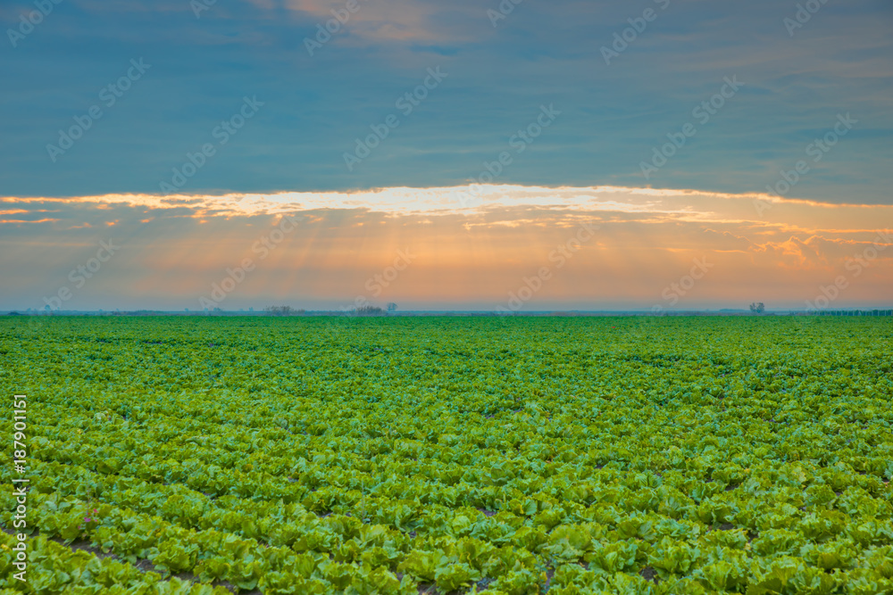 Lettuce field at dramatic sunset