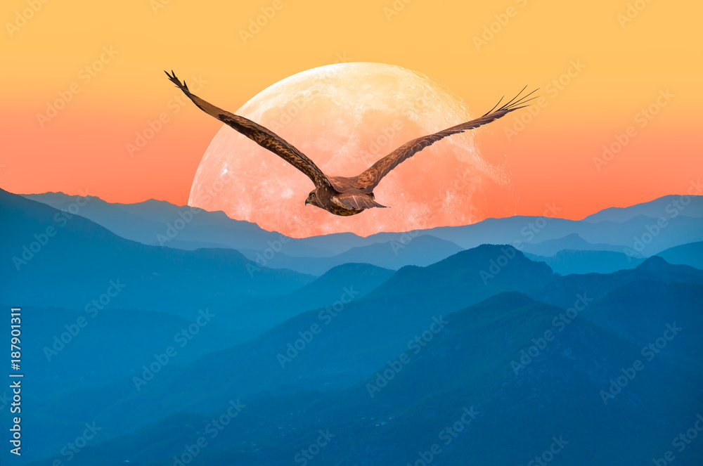 Fototapeta premium Red-tailed Hawk