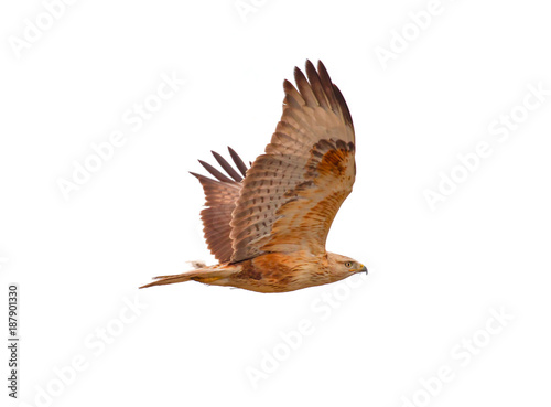 Red-tailed Hawk 