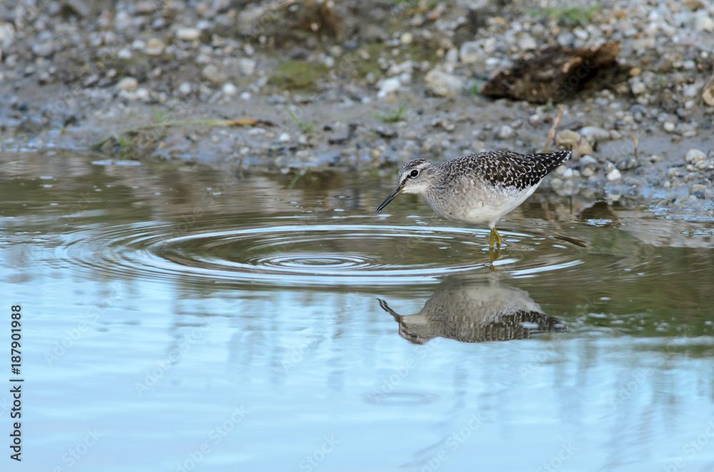Wood Sandpiper (Tringa glareola) in Neusiedler See national park Wood Sandpiper (Tringa glareola) in Neusiedler See national park