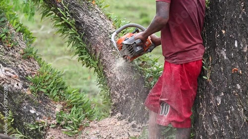 Man cuts tree felling Tree with Chainsaw.
