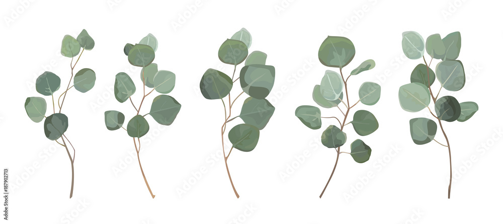 Obraz Eucalyptus srebrny dolar zieleni, liści drzewa gumowe naturalne liście i gałęzie projektant sztuki tropikalnych elementów zestaw pakiet ręcznie rysowane w stylu przypominającym akwarele. Wektorowa dekoracyjna piękna elegancka ilustracja