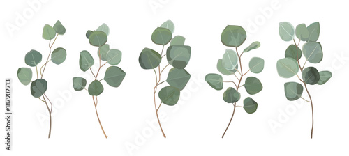 Eucalyptus silver dollar greenery, gum tree foliage natural leaves & branches designer art tropical elements set bundle hand drawn in watercolor style. Vector decorative beautiful elegant illustration
