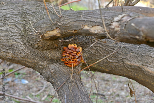 A close up of the edible mushrooms (Pleurotus citrinopileatus) on tree. photo