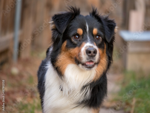 australian shepherd