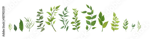 Vector designer elements set collection of green forest fern, tropical green eucalyptus greenery art foliage natural leaves herbs in watercolor style. Decorative beauty elegant illustration for design