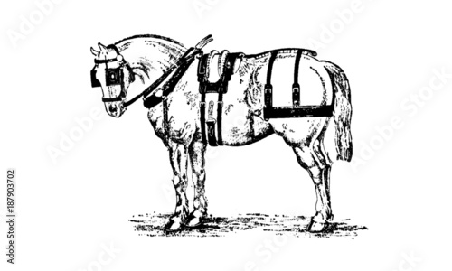 Vintage Shire Horse Illustration