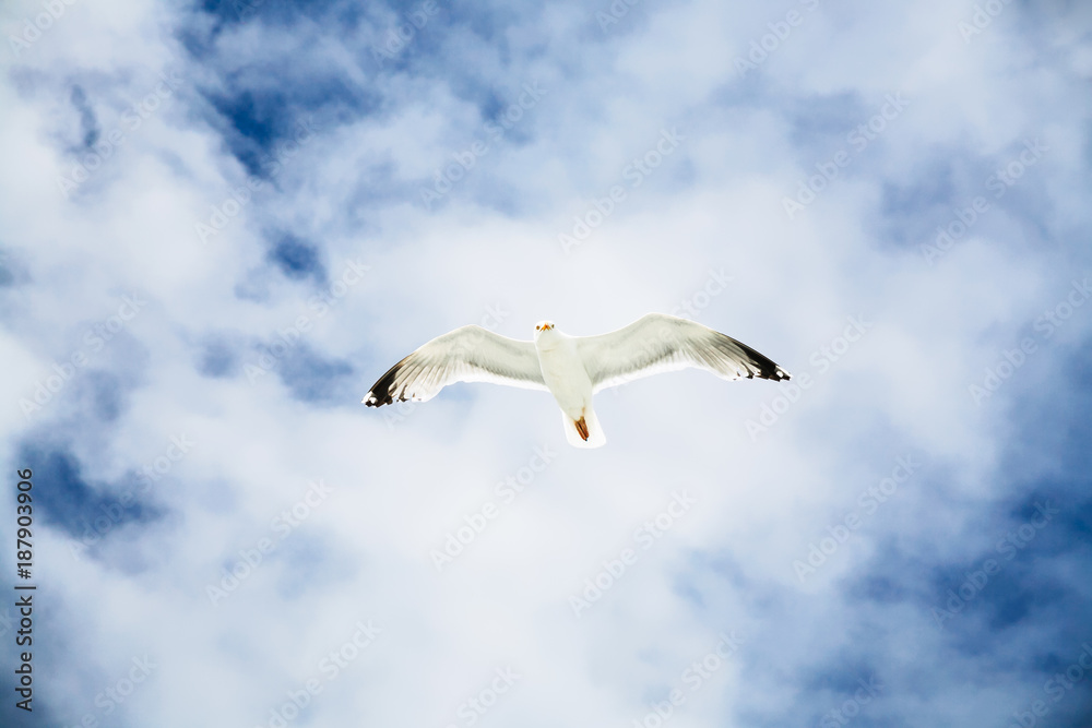 sea gull hovers in blue sky with white clouds sea gull hovers in blue sky with white clouds