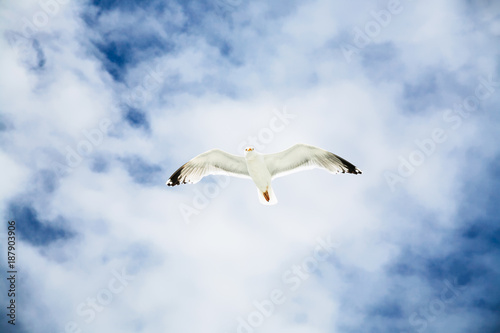 sea gull hovers in blue sky with white clouds