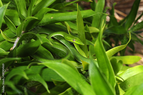 Baumschnüffler (Ahaetulla nasuta) - Green vine snake / Sri Lanka 