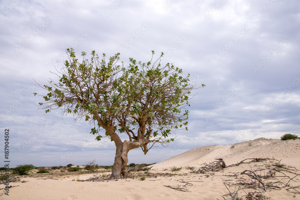 Single tree growing amongst the sand, arid environment of Boa Vista, Cape Verde 