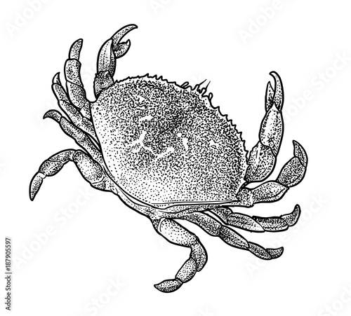 Crab illustration, drawing, engraving, ink, line art, vector