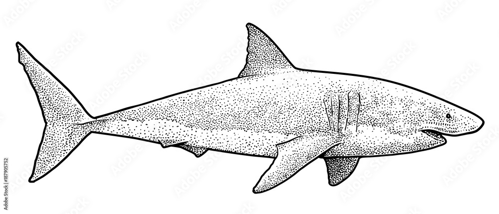 Obraz premium Great white shark illustration, drawing, engraving, ink, line art,vector