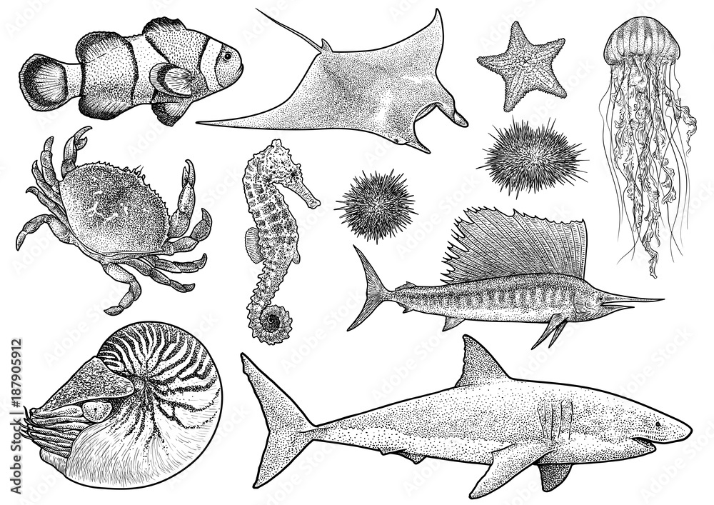 Naklejka premium Marine animals collection illustration, drawing, engraving, ink, lineart, vector