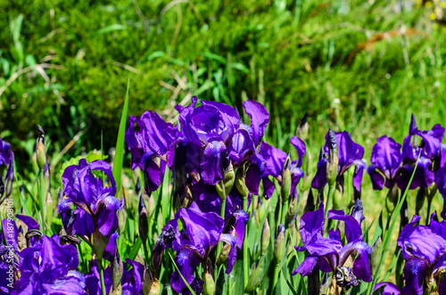 Fototapeta Naklejka Na Ścianę i Meble -  Irises on a meadow on spring